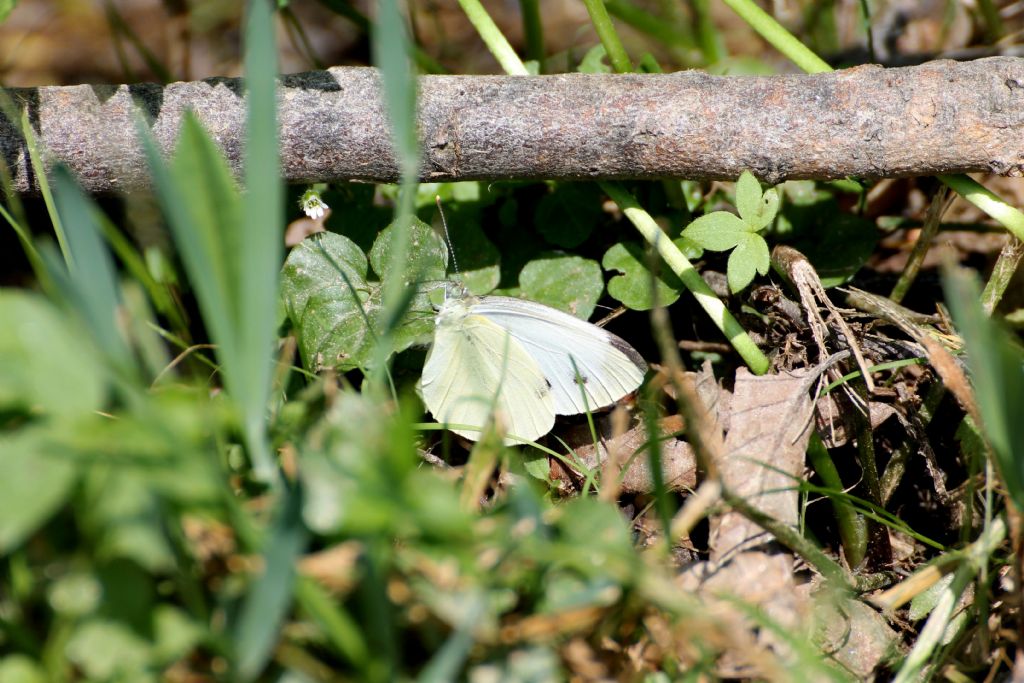 Pieris brassicae? No, Pieris napi